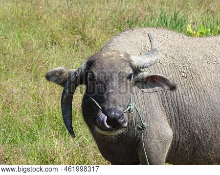Cute Cow In Indonesia With Different Horns