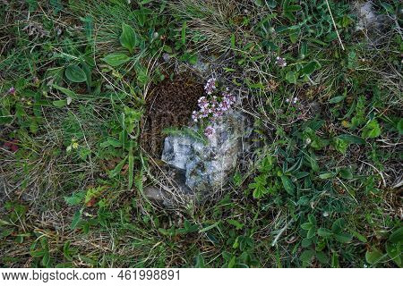 Quartz Stone, In Green Grass, Close-up, Top View.
