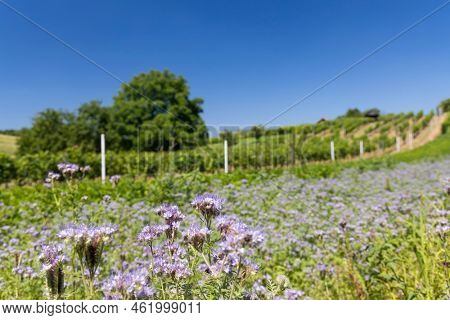 Landscape with vineyards, Slovacko, Southern Moravia, Czech Republic