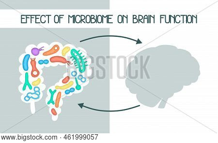 Human Microbiome Illustration With Intestines And Bacteria Vector Picture. Gastroenterologist. Bifid