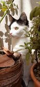 A White And Black Cat Hiding Behind Some Plants, Under The Sunlight, And With Eyes Wide Open.