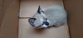 A Beige And White, Blue-eyed Kitten Inside A Cardboard Box, Looking Back.
