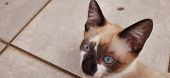 Blue-eyed Kitten's Close-up, Laying On The Ground And Looking Up.