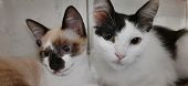 White Cat And Beige Kitten Sit Together, Looking At The Camera.