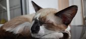 A Beige And White Kitten's Close-up, Sleeping Calmly.