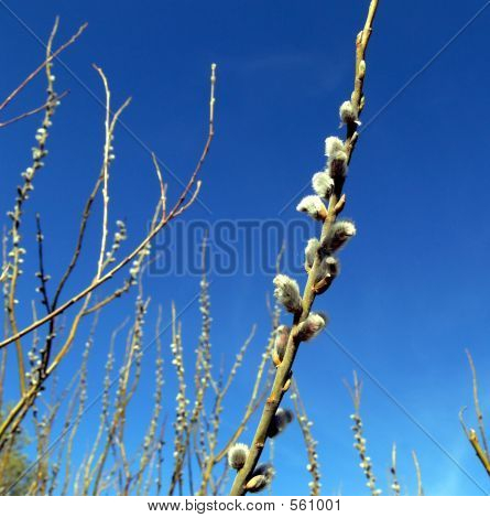 Willows Blossom
