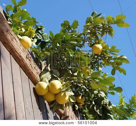 Yellow grapefruits and wooden fence