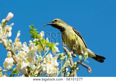 Female Beautiful Sunbird With Moringa Blossoms