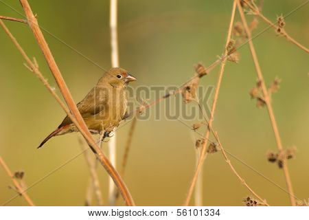 Female Red-billed Firefinch (lagonosticta Senegala)