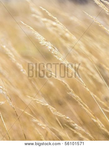 Harmonic Pattern Of Corn In Detail