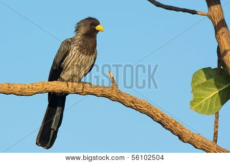 Western-grey Plantain-eater