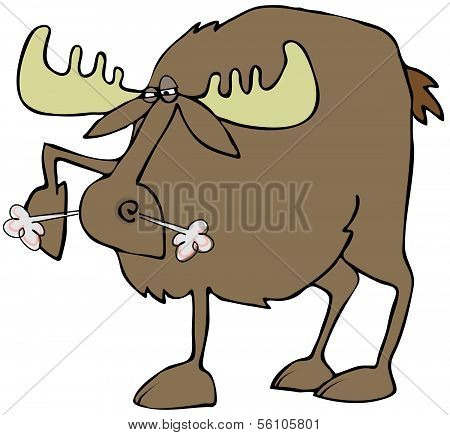 Snorting moose