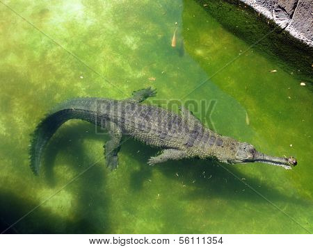 Alligator Floats In The Water