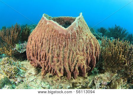 Barrel Sponge on underwater coral reef in ocean