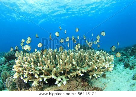 Coral and Fish (Damselfish) underwater