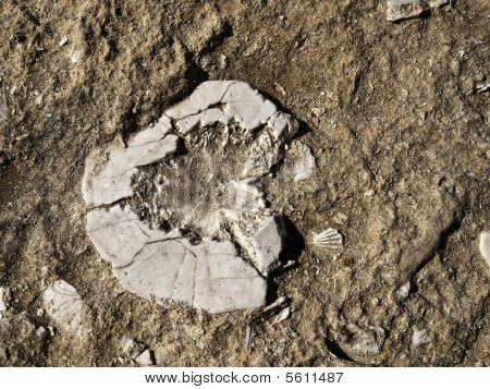 Fossil sjöborre