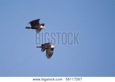 Two American Bald Eagles In Flight