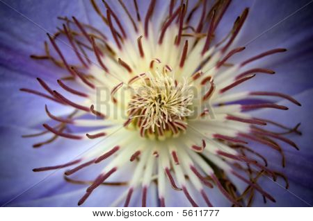 Blomst