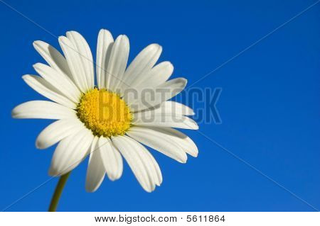 Blomst