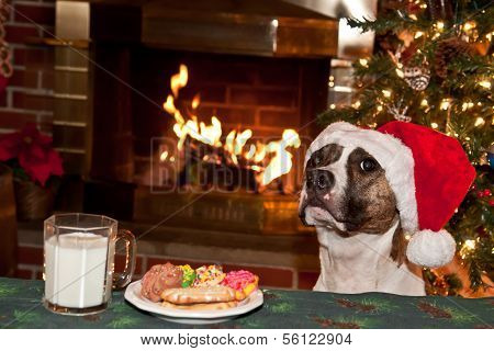 Dog Begging for Cookies