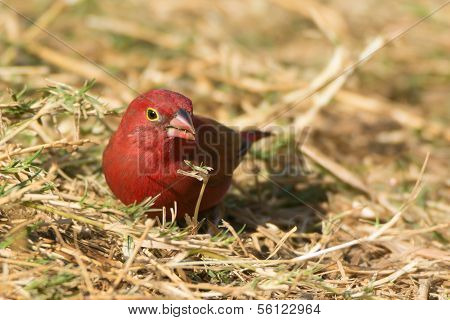 Male Red-billed Firefinch (lagonosticta Senegala)