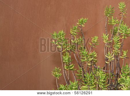 Sedum Reflexum Against Terracotta Color Wall
