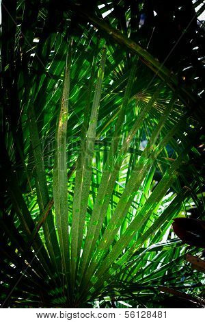 Fan Palm Chamaerops Humilis Background