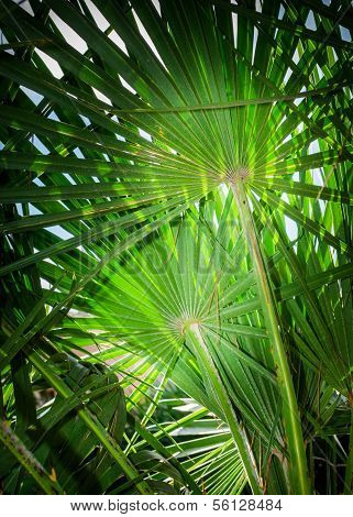 Fan Palm Chamaerops Humilis Background