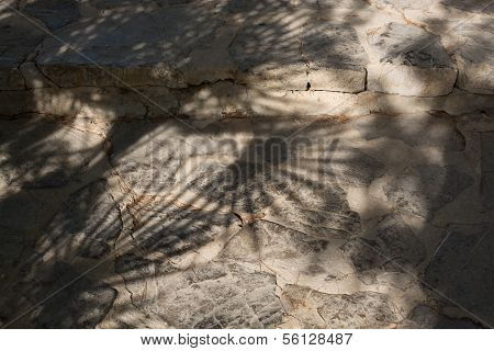 Shadow Of Fan Palms Chamaerops Humilis On Stone Floor