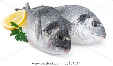  Fresh Fish, Spartus aurata