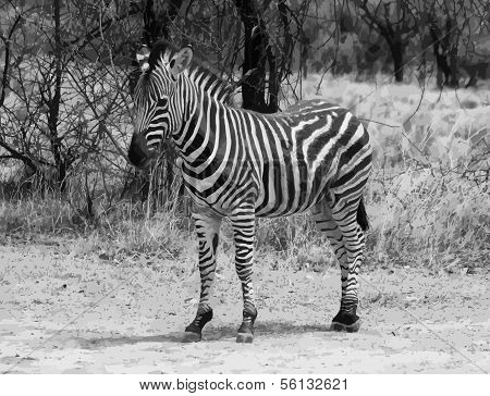 Proud Zebra Black And White Vector