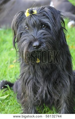 Shy Schnauzer