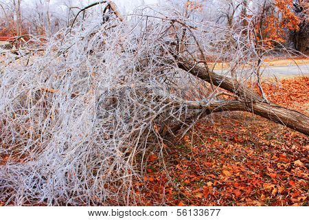 A fallen tree after an ice storm