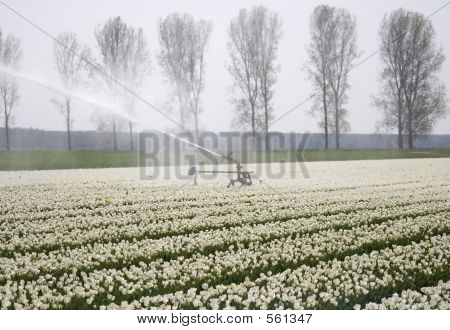 Tulipaner