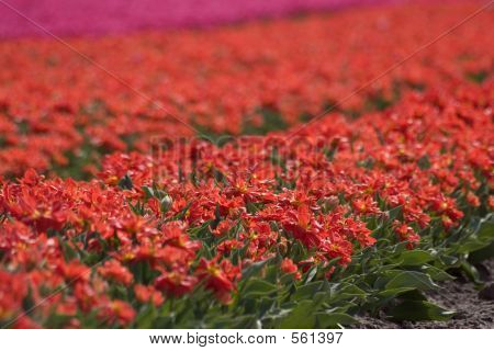 Tulipfield