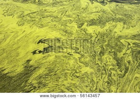 Polluted Water Of Taihu Lake