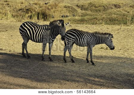 Zebras