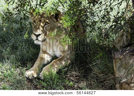 Lion