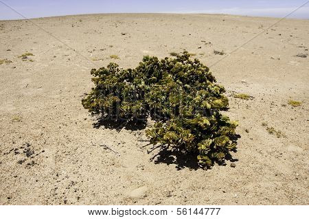 Dollar Bush