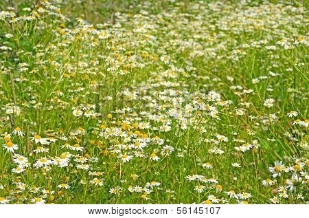 Matricaria Chamomilla Flowers On Meadow