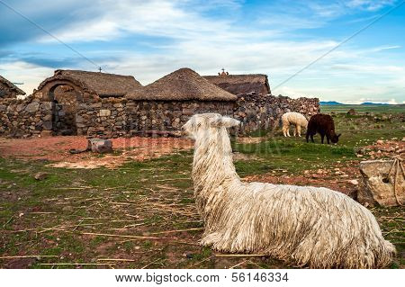 Lama At Home