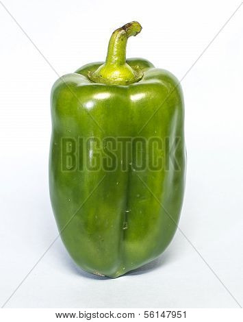 Capsicum