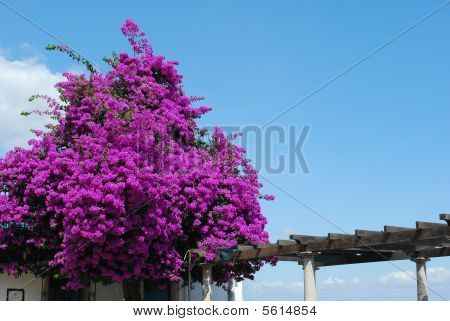 紫色 Bouganvilla 花