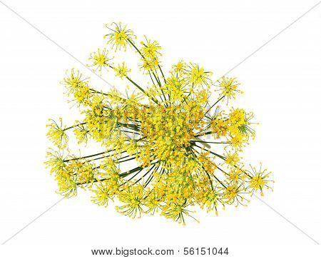 Wild Fennel Flowers