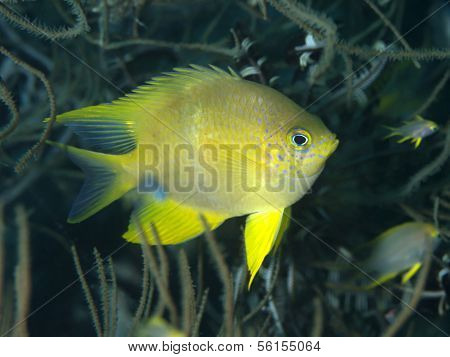 Golden Damselfish
