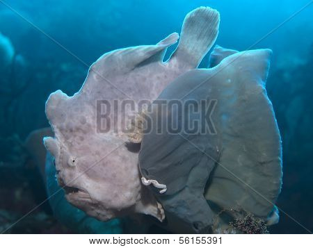 Commerson's Frogfish