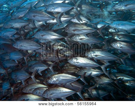 Giant Trevally