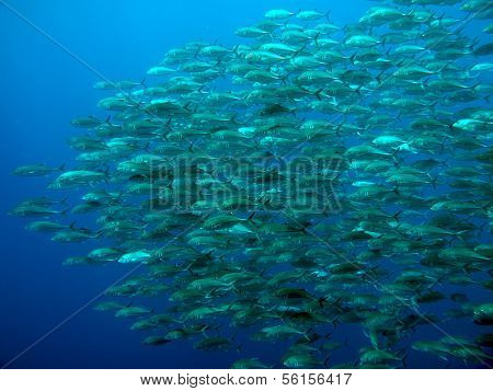 Giant Trevally