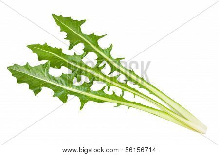 Sage Leaves