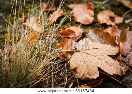 leaves